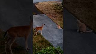 Deer Confused By Cat's Rat