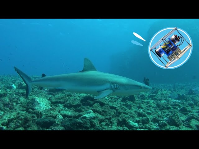 Caméra De Pêche Sous-marine Westin Explore Cam - Full HD 1080p, WiFi, étanche, Avec Batterie
