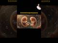 Twin Baby Development Month by Month👶Inside the Womb #drshivangiwellness #9 Months of Twin Pregnancy