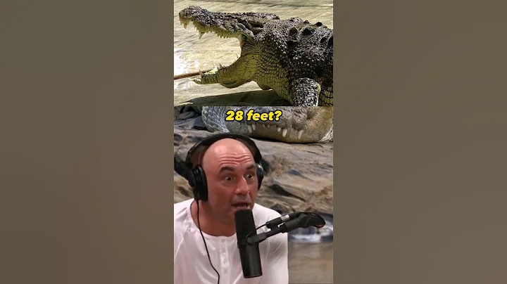 Encountering 28-foot crocodiles in the Wild - Joe Rogan and Kelly Slater  #JRE