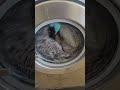 Wash Day in Florida
