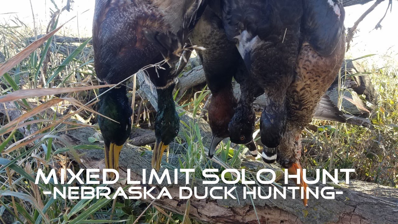 MIXED LIMIT SOLO HUNT NEBRASKA DUCK HUNTING YouTube mixed-limit-solo-hunt-nebraska-duck-hunting-youtube