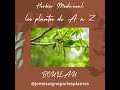 Herbier medicinal les plantes de a  z  bouleau