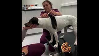 This Smart Trick Fooled the Dog!  🐶💉#shorts #pets #shortsfeed