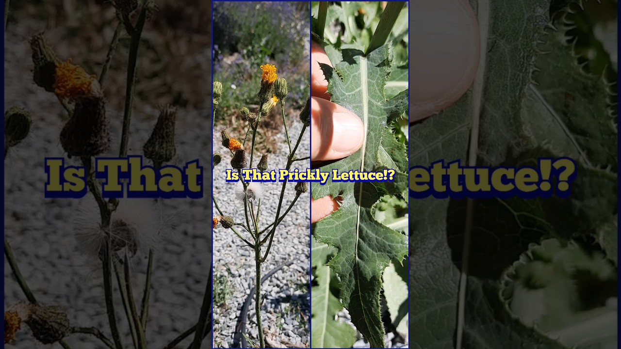 Is That Prickly Lettuce!? - Sow Thistle ID, Uses and Comparison to Prickly Lettuce