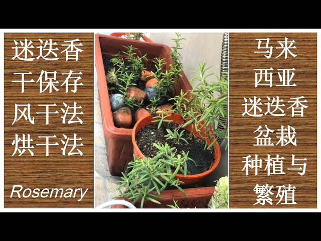 学到80仍嫌少迷迭香Rosemary 简单容易保湿浇水法#马来西亚家庭式盆栽种植与繁殖#风干迷迭香#烘干迷迭香#迷迭香加柠檬水#