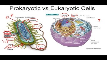 Chapter 8 Exam Review