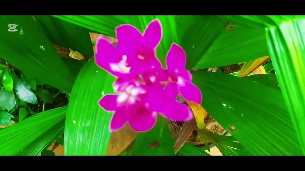 🌿හිත නිවන මල් පැළ බලන්න යමු.🌿 Let's see the plants that soothe the mind.🌷