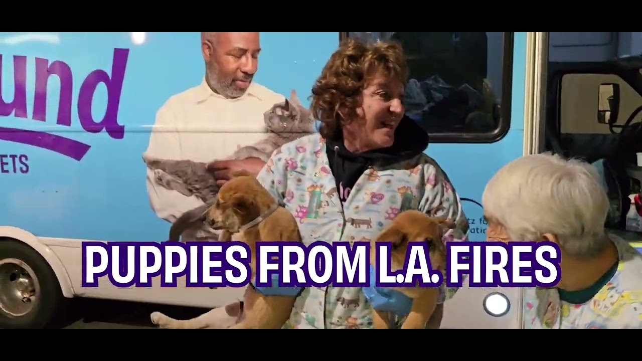 PUPPIES FROM LA FIRES