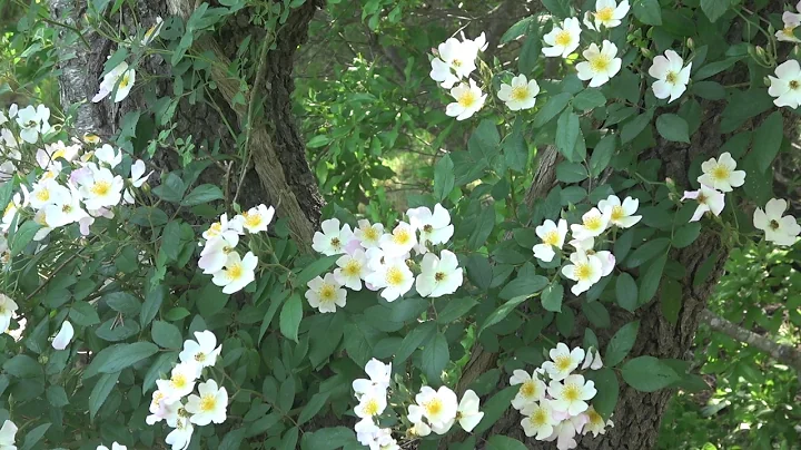 frances lester rose climbing a tree
