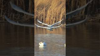 难得一见！大天鹅54步水面助跑起飞 #birds #wildlife #animals #goose #swan #nature