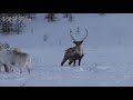 Красивый якутский зимник огромное стадо Северных оленей