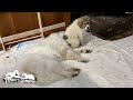 そろそろ指導が入る?調子に乗りすぎているベルと寛大なルンルンです Great Pyrenees グレートピレニーズ