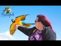 A Macaw's First Few Days Flying Outside in WINDY Conditions