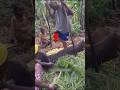 How Banana Beer Is Made In Africa How Banana Beer Is Made In Africa