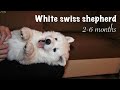 White swiss shepherd (2 - 6 months) in 3 minutes の動画、YouTube動画。