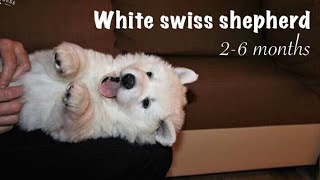 White swiss shepherd (2  6 months) in 3 minutes