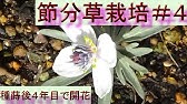 カインズ花図鑑 キバナセツブンソウの育て方 Youtube カインズ花図鑑 キバナセツブンソウの育て方 Youtube