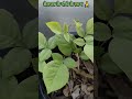 #gardening #shots #vlog