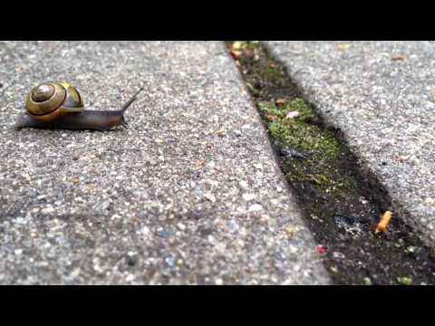 cars-for-sale-snail