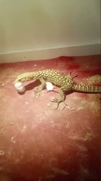 Monitor Lizard Eat Rats YouTube monitor-lizard-eat-rats-youtube