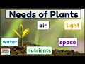 The Essential Needs for Plant Survival