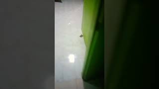 fwog.mp4