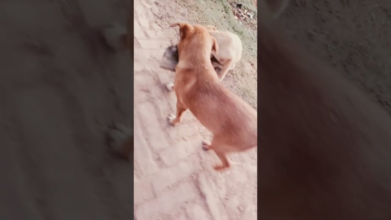 He Is Bringing My Shoe Short Video Viral Daily 