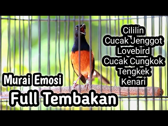 MURAI BATU GACOR FULL ISIAN TEMBAKAN CILILIN LOVEBIRD KENARI CUCAK JENGGOT CUNGKOK TENGKEK class=