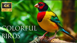 4K Colorful Finch  Beautiful Birds Sound in the Forest | Bird Melodies