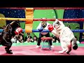 Cat Fight