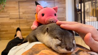カワウソさくら 飼い主のお腹から降りられなくなったカワウソ otter that cannot get off from the owner's belly