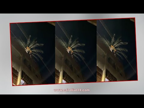 نخلة تتوسط منزل بمدينة ميت سلسيل بالدقهلية وصاحبها بتجيب بلح ليه أمنع الرزق