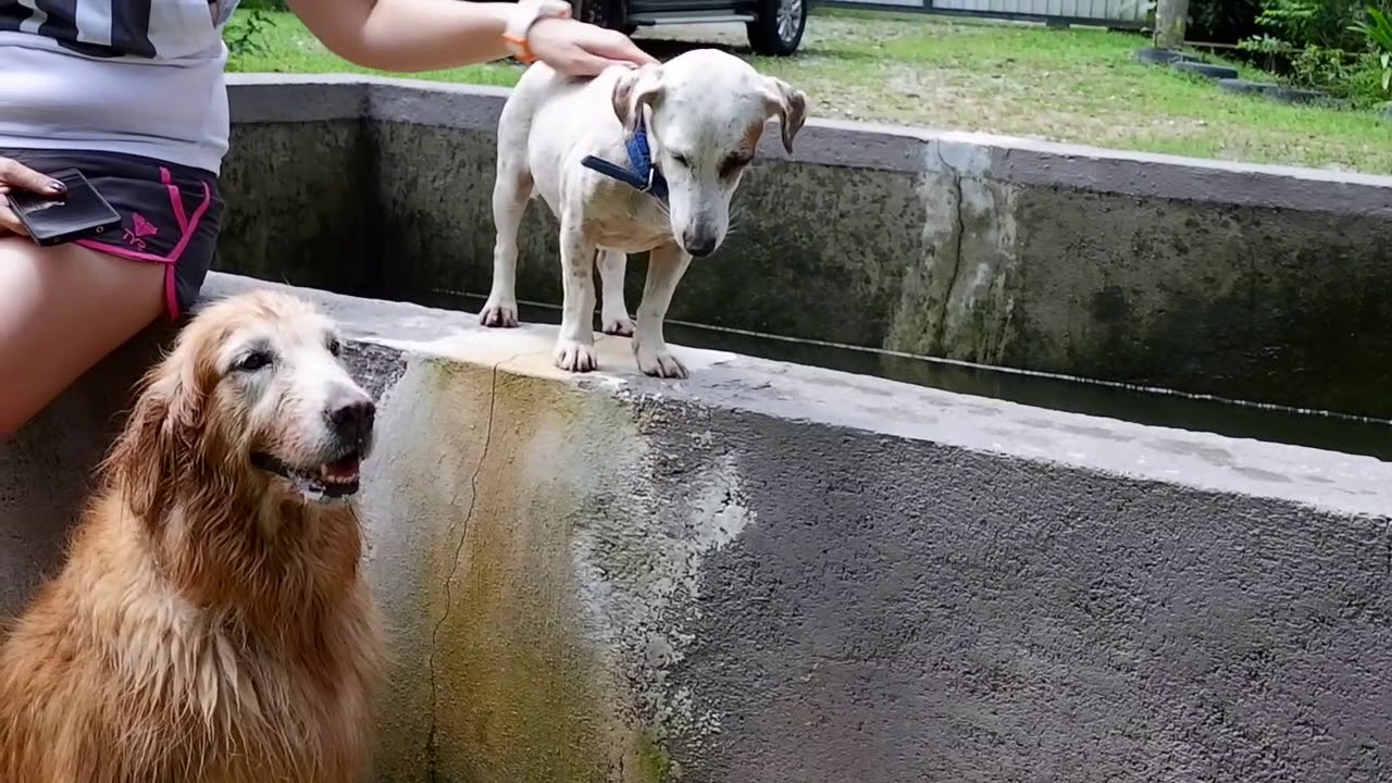 Vlog Chanel S First Visit To K9 Cottage L Hulu Langat Youtube