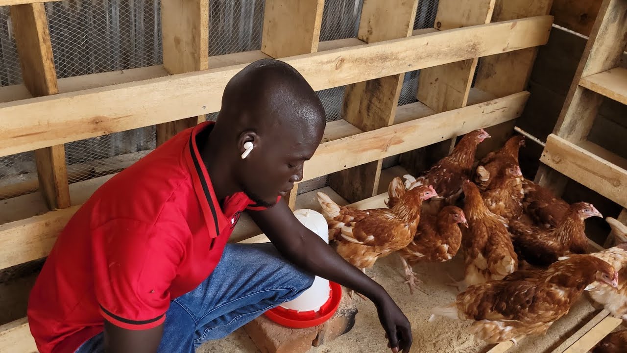 How to successfully start poultry farm in 2024 - YouTube