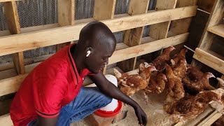 How to successfully start poultry farm in 2024