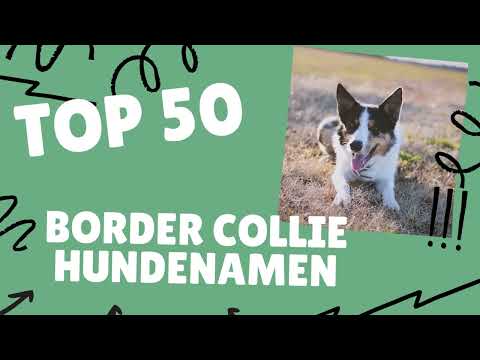 Video: Beste Namen für einen Border Collie