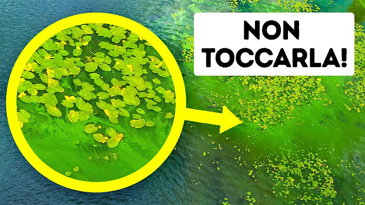 Se Notate Questa Schiuma Verde Sulla Spiaggia, Non Avvicinatevi