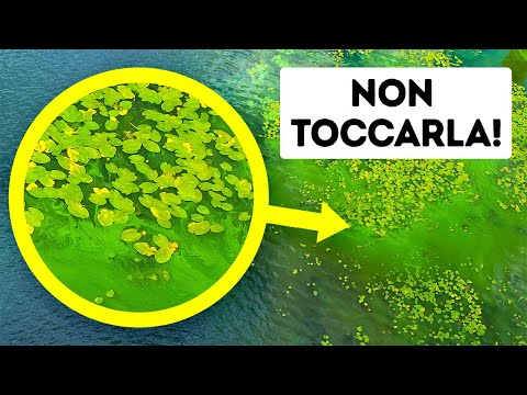 Video: Tutte le fioriture algali sono dannose?