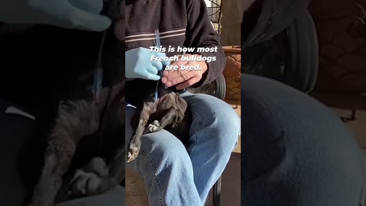 Forced Breeding The Cruel Reality For French Bulldogs