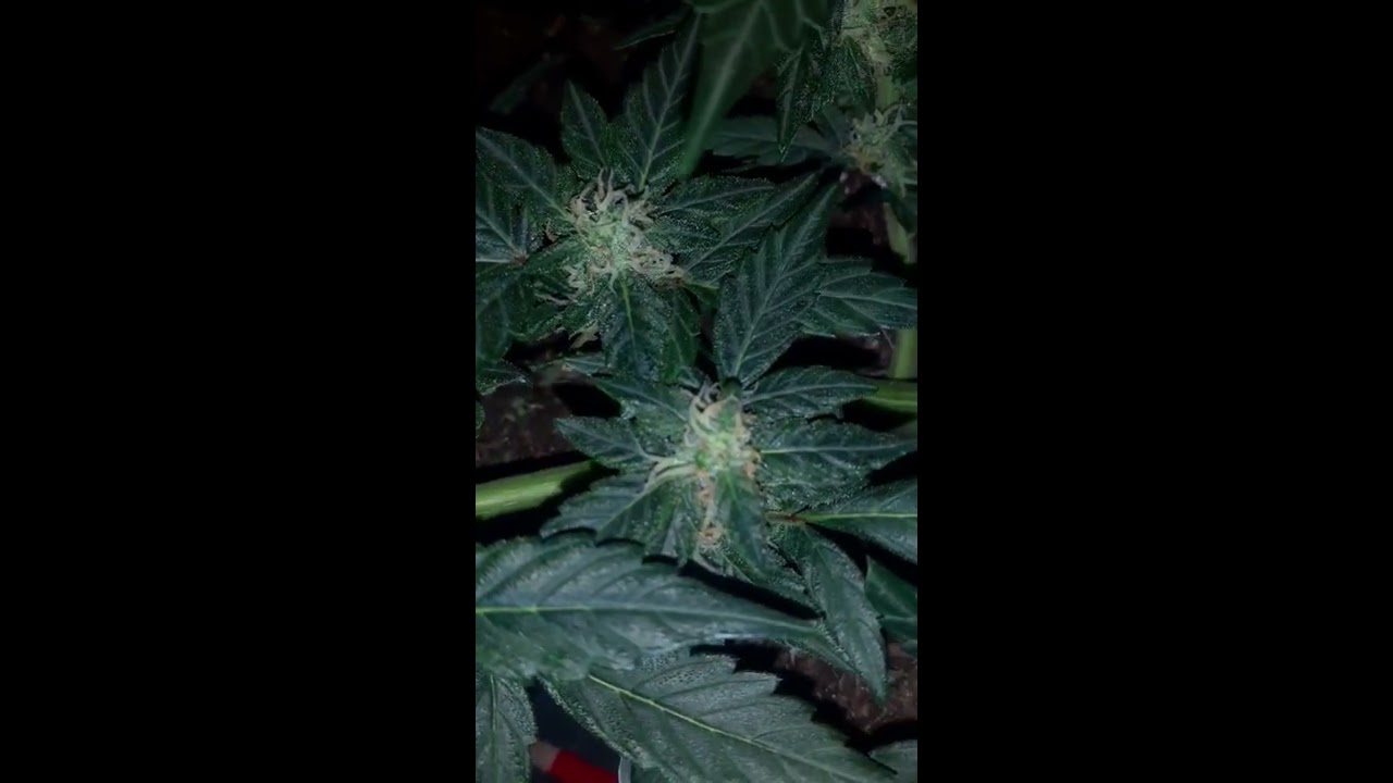 indoor grow (royal gorilla) week 4 flower