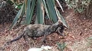 Mother cat gave birth to 5 adorable kittens under a cactus tree by cute 724 views 7 months ago 6 minutes, 49 seconds