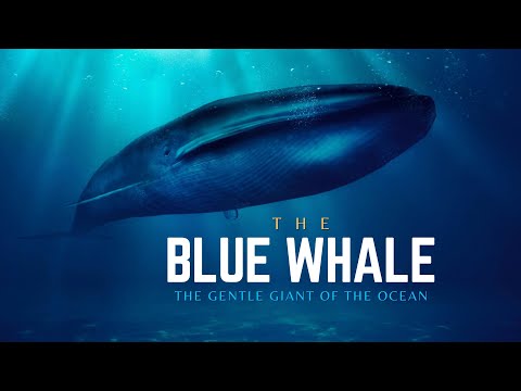 Blue Whale - The Gentle Giant Of The Ocean - - Infinity Stream