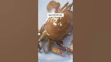 Video hiếm gặp quá trình cua lột xác #shorts
