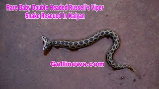 Rare Baby Double Headed Russell's Viper Snake Rescued In Kalyan