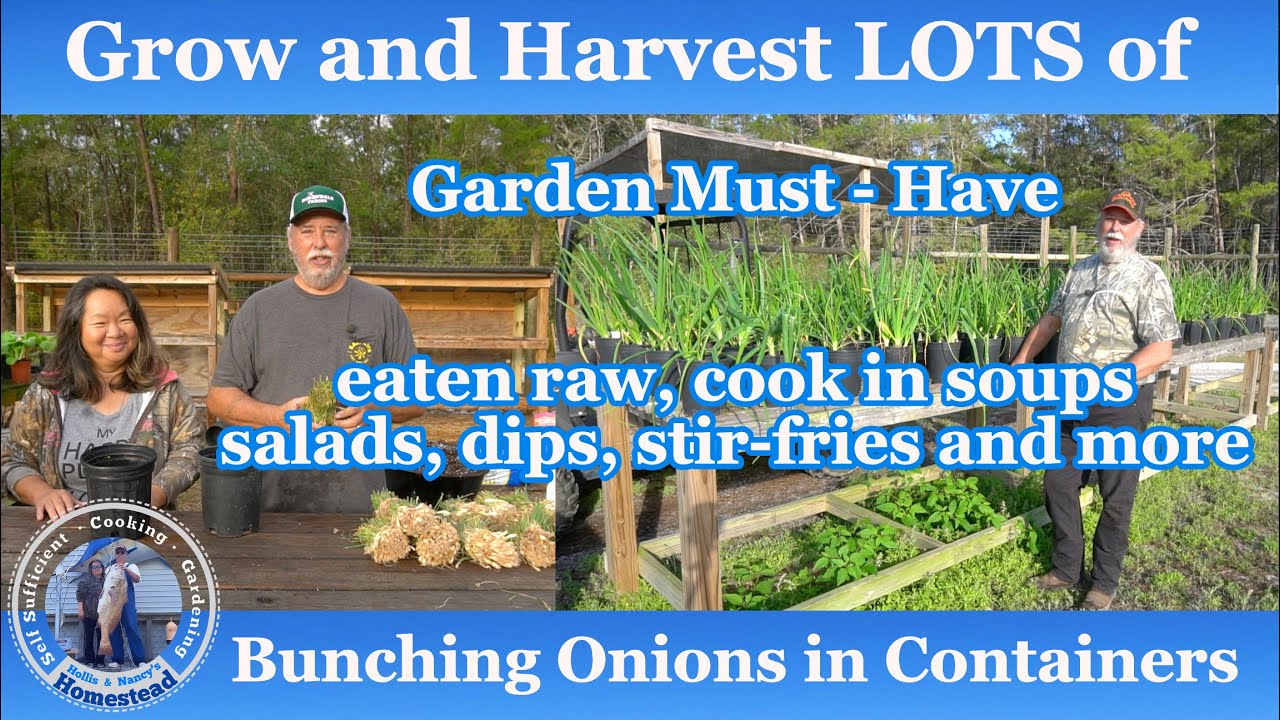 How to Grow and Harvest Bunching Onions in Containers YouTube