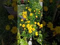 gumnam hai koi#old hindi song melody #flowers #trending #ytshorts