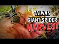 HARVEST ! GAGAMBANG GIANT SA TAIWAN !