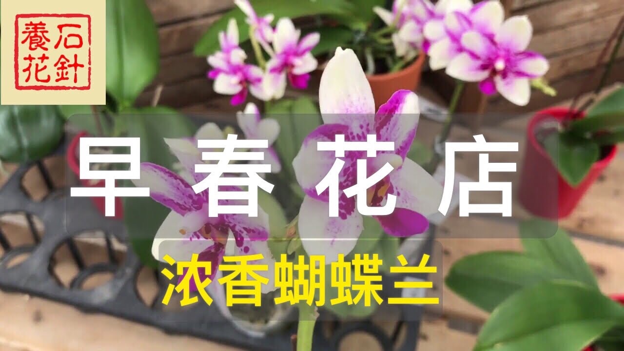 石针养花 早春花店 安省最大的连锁花店 有香花蝴蝶兰 沙漠玫瑰 龙吐珠 Youtube