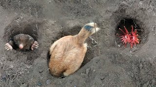 Как поймать КРОТА Собакой Вы ОПУПЕЕТЕ
